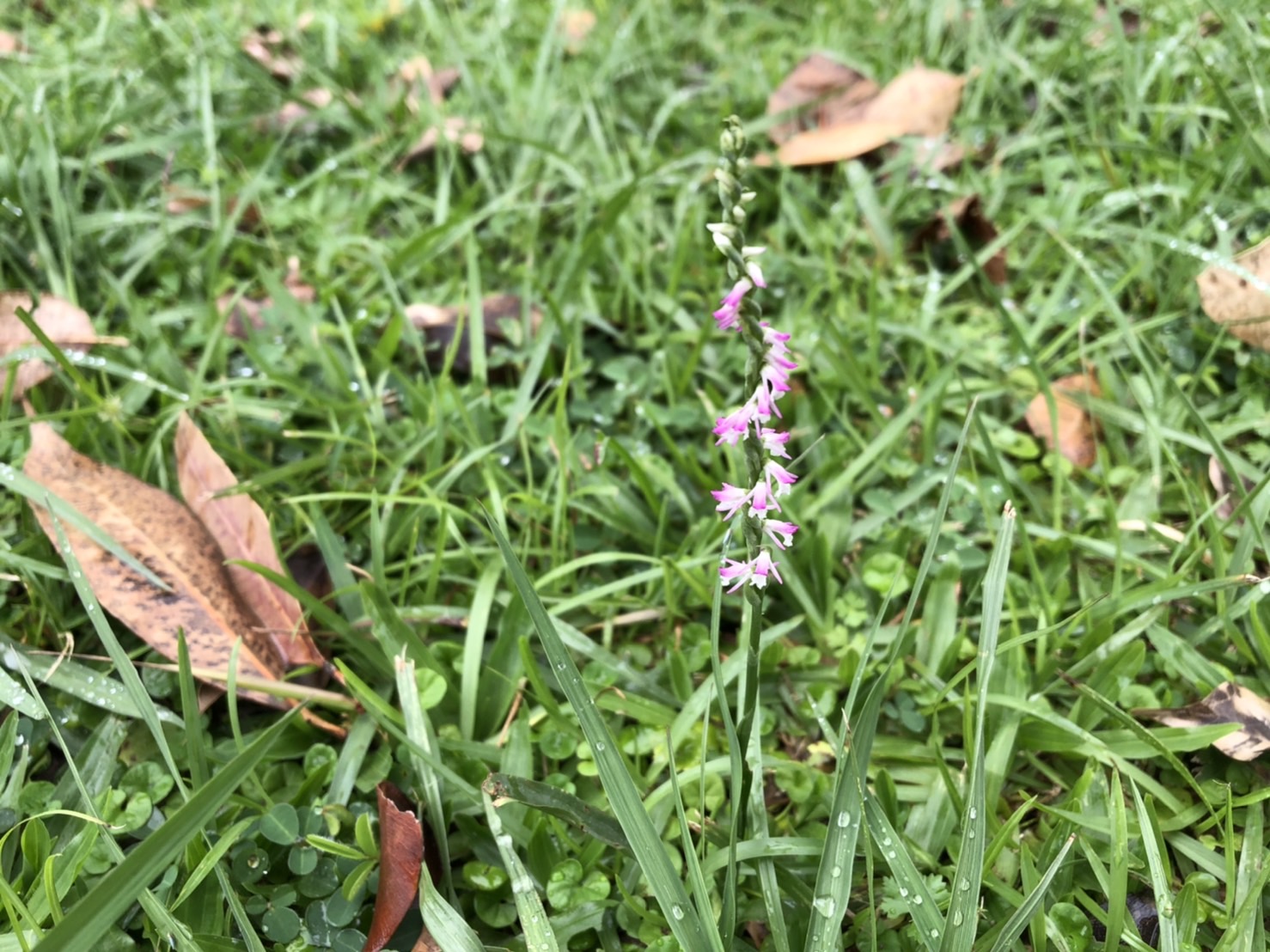 台大「綬草保育與推廣等保護計畫」